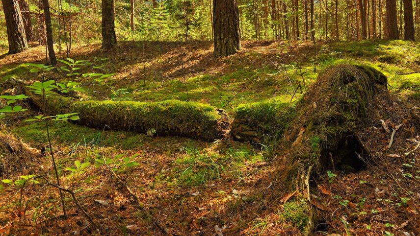 ELF teeb ettepaneku luua Hiiumaa põliste metsade kaitseks rahvuspark thumbnail