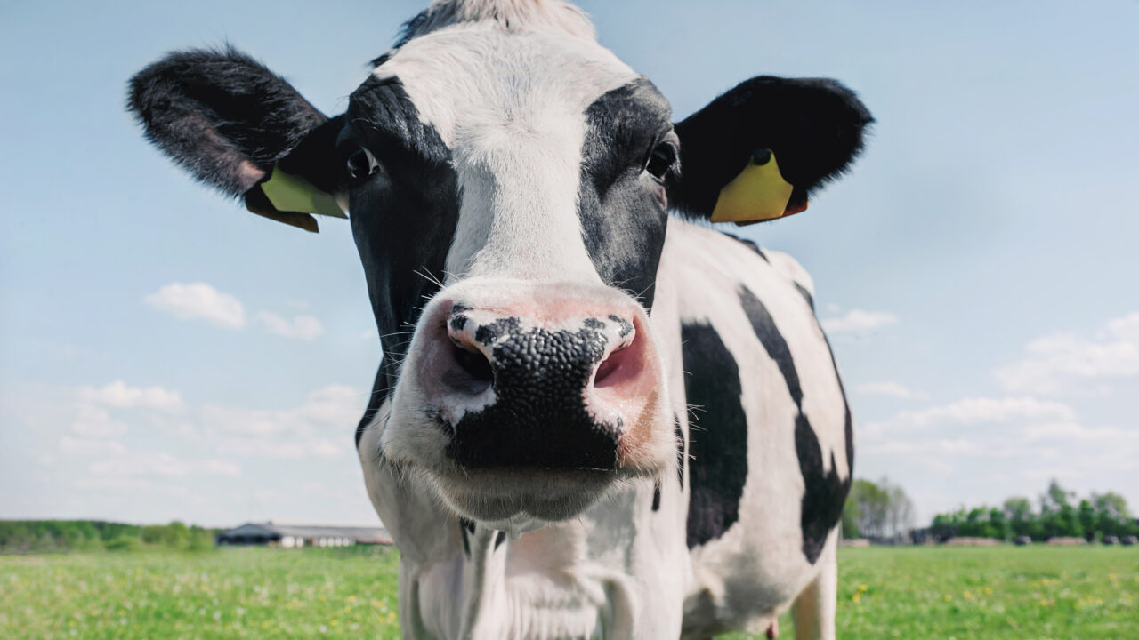 Kuidas toota lehmasõnnikust biokütust, kas ma saan sellega ka kodus hakkama? thumbnail