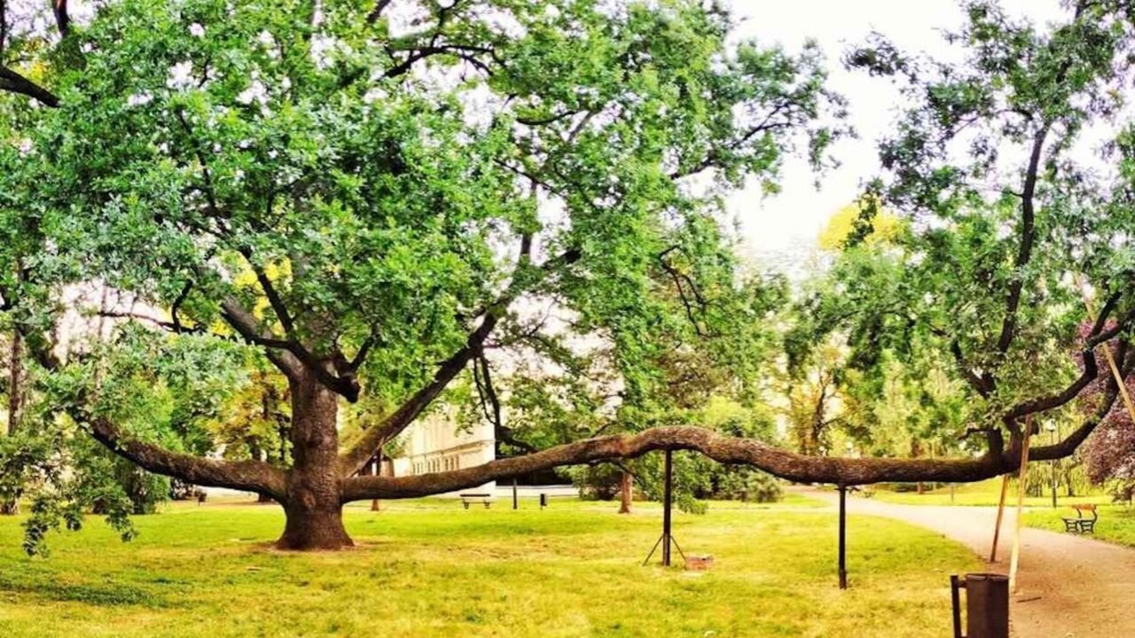 Euroopa aasta puu konkursi võitis ainulaadse kujuga tamm Poolast, Hiiumaa Reigi pöök esikümnesse ei mahtunud thumbnail