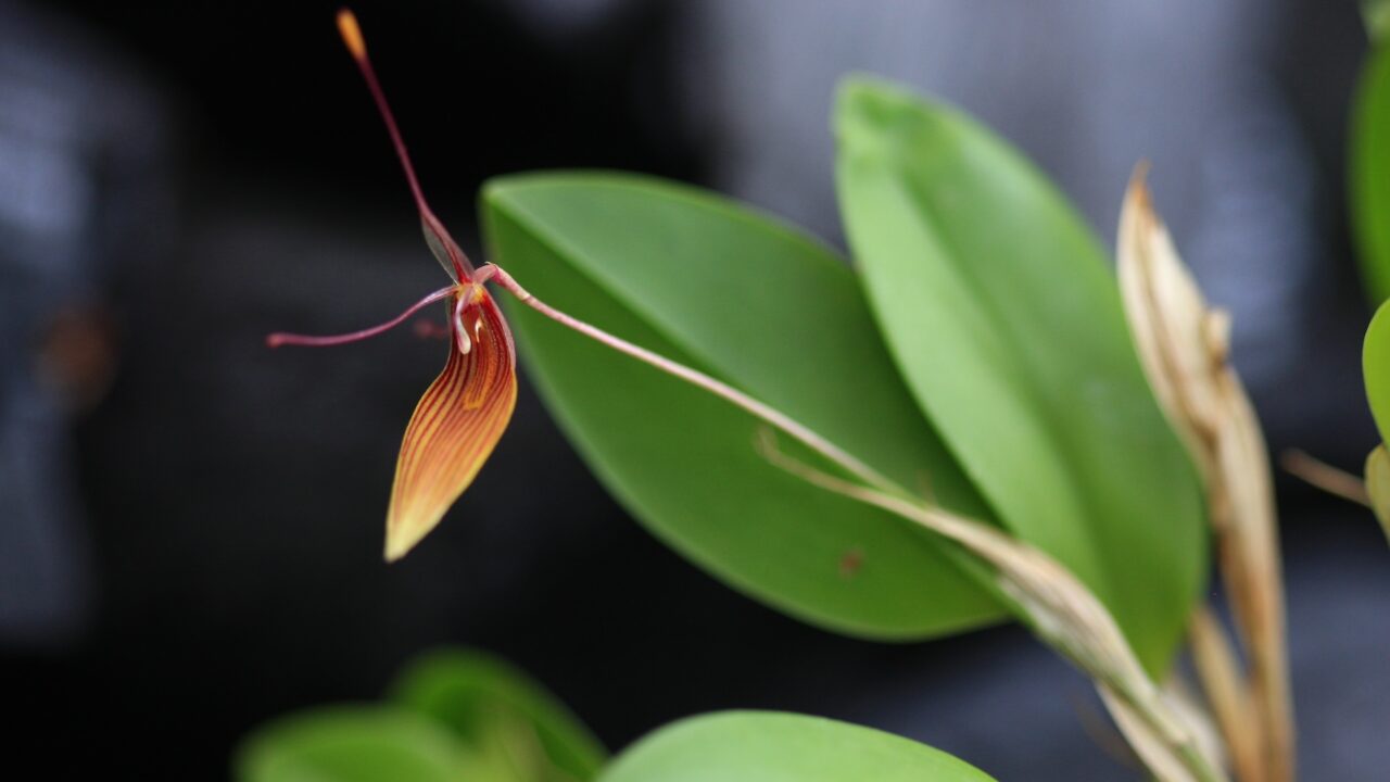 Tartu Ülikool botaanikaaed avab Ecuadori orhideede näituse ja korraldab kodus kasvatatud orhideede konkursi thumbnail