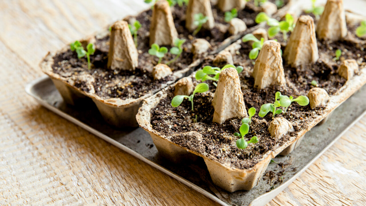 Munakarbist seemnestarter ja mullikilest kasvuhoone – nutikaid nippe aiatöödeks thumbnail
